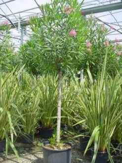 Oleander Als Boom (Nerium Oleander) -Green Roots Exporteren Winkel 20101220114122 5