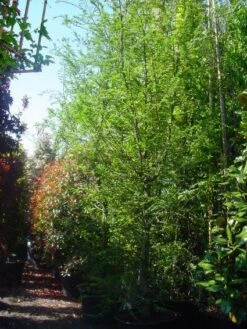 Schijnbeuk (Nothofagus Antarctica) 7 Schijnbeuk (Nothofagus Antarctica) -Green Roots Exporteren Winkel 20101220114349 10