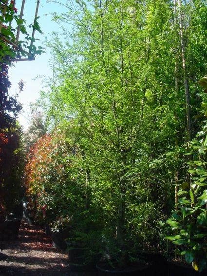 Schijnbeuk (Nothofagus Antarctica) 3 Schijnbeuk (Nothofagus Antarctica) - Afbeelding 3