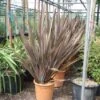 Nieuw Zeelands Vlas (Phormium Tenax 'Purpureum')