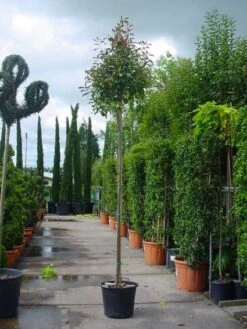 Green Roots Exporteren Winkel -Green Roots Exporteren Winkel 20101220152203 9 2