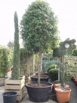 Glansmispel Als Boom (Photinia Fraseri 'Red Robin') -Green Roots Exporteren Winkel 20101220152227 9 1