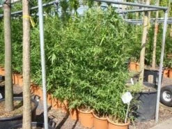 Bamboe (Phyllostachys Aurea) -Green Roots Exporteren Winkel 20101220162232 13