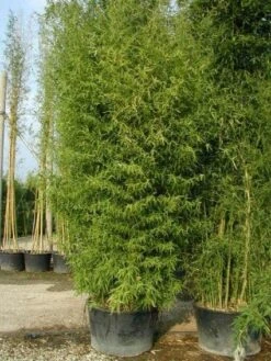 Bamboe (Phyllostachys Aurea) -Green Roots Exporteren Winkel 20101220162254 13