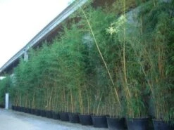 Bamboe (Phyllostachys Vivax 'Aureocaulis') -Green Roots Exporteren Winkel 20101220170631 7