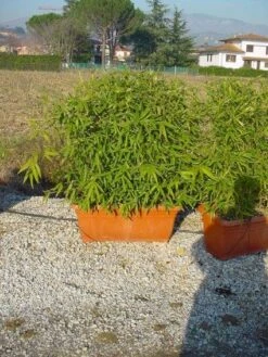 Bamboe Als Meeneemhaag (Phyllostachys Aurea)