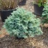 Colorado Spar (Picea Pungens 'Glauca Globosa')