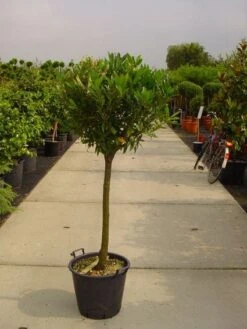 Laurierkers Op Stam (Prunus Laurocerasus 'Otto Luyken') -Green Roots Exporteren Winkel 20101221104726 2 1