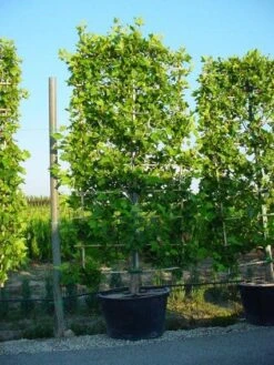 Plataan Als Leivorm (Platanus Hispanica) -Green Roots Exporteren Winkel 20101221145019 2