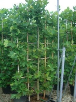 Plataan Als Leivorm (Platanus Hispanica) -Green Roots Exporteren Winkel 20101221145030 2