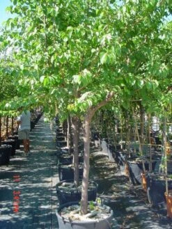 Amandelboom (Prunus Dulcis) -Green Roots Exporteren Winkel 20101221155404 3