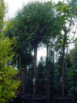 Bolprunus (Prunus Eminens 'Umbraculifera') -Green Roots Exporteren Winkel 20101221155441 16