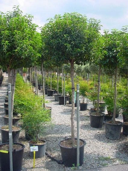 Portugese Laurier Op Stam (Prunus Lusitanica 'Angustifolia') 3 Portugese Laurier Op Stam (Prunus Lusitanica 'Angustifolia') - Afbeelding 3