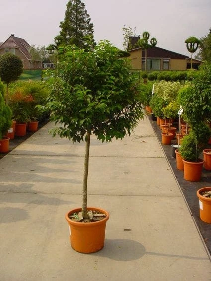 Portugese Laurier Op Stam (Prunus Lusitanica 'Angustifolia') 2 Portugese Laurier Op Stam (Prunus Lusitanica 'Angustifolia') - Afbeelding 2