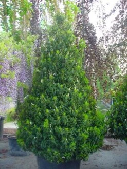 Portugese Laurier, Piramide (Prunus Lusitanica ) 7 Portugese Laurier, Piramide (Prunus Lusitanica ) -Green Roots Exporteren Winkel 20101221164936 8