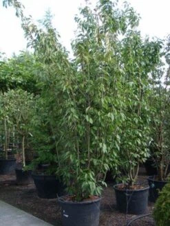 Sierkers, Struikvorm (Prunus Serrulata 'Kanzan') -Green Roots Exporteren Winkel 20101224132249 9