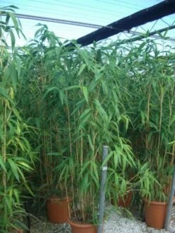 Bamboe (Pseudosasa Japonica) -Green Roots Exporteren Winkel 20101224133625 11