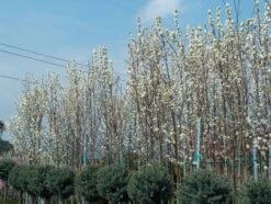 Chinese Sierpeer (Pyrus Calleryana 'Chanticleer') -Green Roots Exporteren Winkel 20101224151150 19