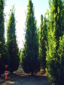 Zomereik Als Zuilboom (Quercus Robur 'Fastigiata') -Green Roots Exporteren Winkel 20101227160226 12