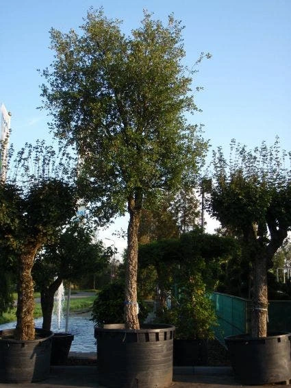 Kurkeik (Quercus Suber) 1 Kurkeik (Quercus Suber)