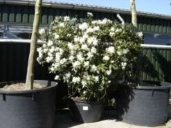 Rhododendron (Rhododendron 'Cunningham White') -Green Roots Exporteren Winkel 20101227172754 8