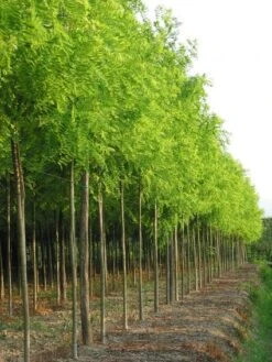 Gele Acacia (Robinia Pseudoacacia 'Frisia') -Green Roots Exporteren Winkel 20101228115713 12