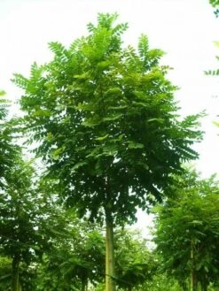 Bolacacia (Robinia Pseudoacacia 'Umbraculifera') 19 Bolacacia (Robinia Pseudoacacia 'Umbraculifera') -Green Roots Exporteren Winkel 20101228120433 24 1