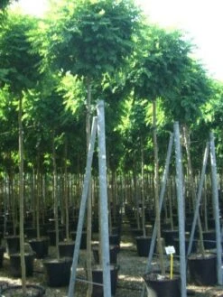 Bolacacia (Robinia Pseudoacacia 'Umbraculifera') -Green Roots Exporteren Winkel 20101228120453 24