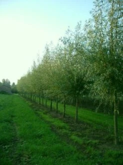 Knotwilg (Salix Alba) -Green Roots Exporteren Winkel 20101228131242 13
