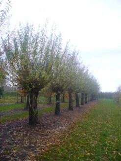Knotwilg (Salix Alba) -Green Roots Exporteren Winkel 20101228131303 13 1