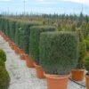 Taxus Als Kubus (Taxus Baccata)