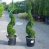 Taxus Als Spiraal (Taxus Baccata)