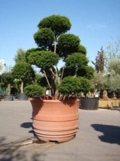 Taxus Als Bonsai (Taxus Baccata) -Green Roots Exporteren Winkel 20101230131827 1 1
