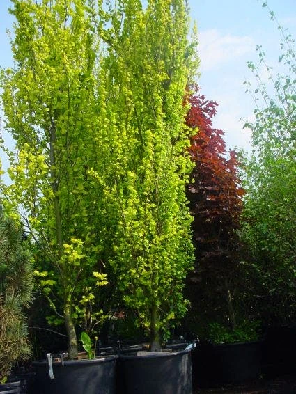 Goudiep (Ulmus Hollandica 'Wredei') 4 Goudiep (Ulmus Hollandica 'Wredei') - Afbeelding 4