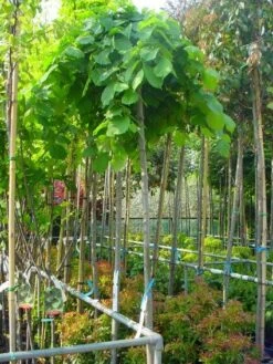 Treuriep (Ulmus Glabra 'Pendula') -Green Roots Exporteren Winkel 20101231141953 7