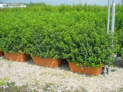 Sneeuwbal Meeneemhaag (Viburnum Tinus 'Eve Price') 2 Sneeuwbal Meeneemhaag (Viburnum Tinus 'Eve Price') - Afbeelding 2