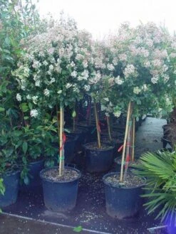 Sneeuwbal Op Stam (Viburnum Tinus 'Eve Price') -Green Roots Exporteren Winkel 20110102183216 4 1