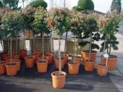 Sneeuwbal Op Stam (Viburnum Tinus 'Eve Price') -Green Roots Exporteren Winkel 20110102183229 4