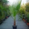Washingtonia (Washingtonia Robusta)