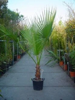 Washingtonia (Washingtonia Robusta)