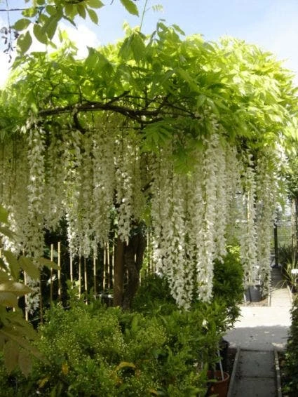 Blauwe Regen, Wit (Wisteria Floribunda 'Longissima Alba') 1 Blauwe Regen, Wit (Wisteria Floribunda 'Longissima Alba')