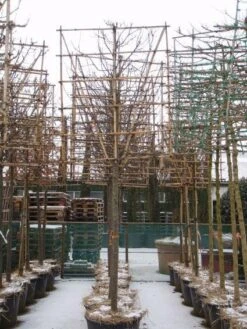 Sierappel Als Leiboom (Malus 'Red Sentinel') -Green Roots Exporteren Winkel 20110105105309 5