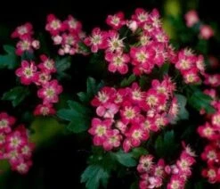 Rode Meidoorn Als Leiboom (Crataegus 'Paul's Scarlet') -Green Roots Exporteren Winkel 20110201103926 5 1