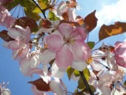 Sierappel Als Leiboom (Malus 'Rudolf') -Green Roots Exporteren Winkel 20110201105708 3