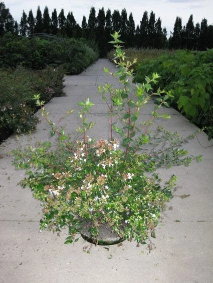 Abelia (Abelia Grandiflora) 4 Abelia (Abelia Grandiflora) - Afbeelding 4