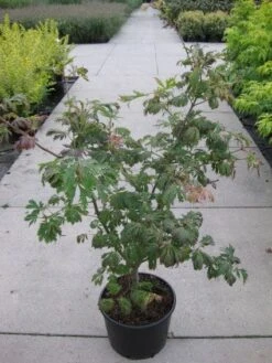 Japanse Esdoorn (Acer Japonicum 'Aconitifolium') -Green Roots Exporteren Winkel 20110214171717 10