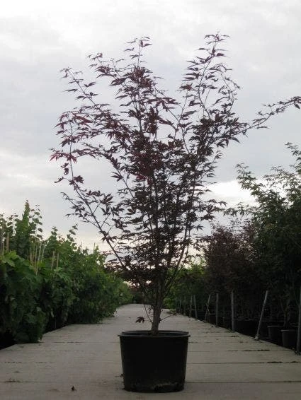 Japanse Esdoorn (Acer Palmatum 'Fireglow') 6 Japanse Esdoorn (Acer Palmatum 'Fireglow') - Afbeelding 6