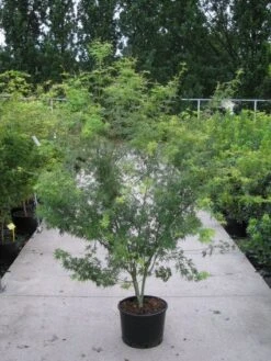 Japanse Esdoorn (Acer Palmatum 'Seiryu') -Green Roots Exporteren Winkel 20110215152040 6