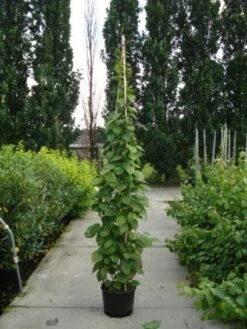 Sierkiwi (Actinidia Kolomikta) 8 Sierkiwi (Actinidia Kolomikta) -Green Roots Exporteren Winkel 20110215154225 2