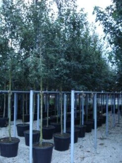 Krentenboom (Amelanchier Arborea 'Robin Hill') -Green Roots Exporteren Winkel 20110215154853 10 2